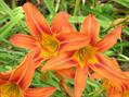 hemerocallis fulva